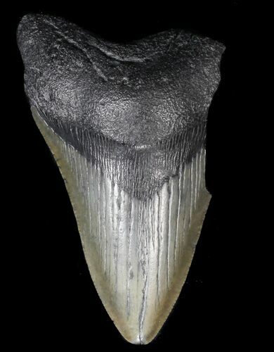 Partial, Megalodon Tooth - Georgia #56736
